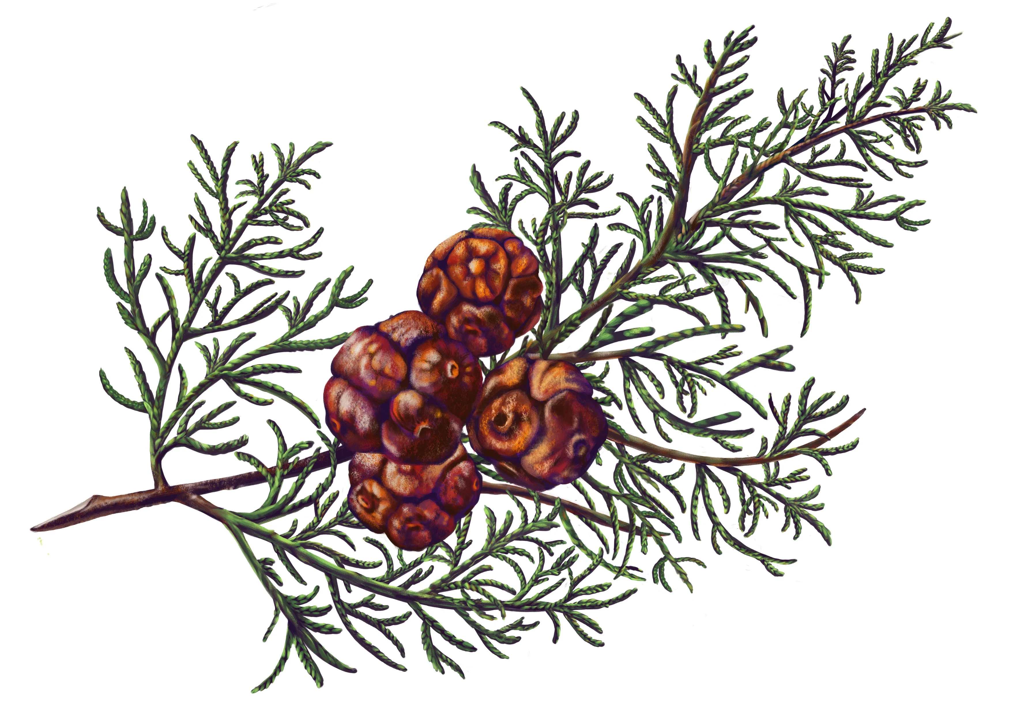 Carrière Frères Botanical Palets (2x 55g) - Image 5